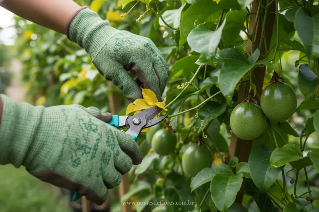 Cuidados essenciais para o cultivo saudável de maracujá no pomar.