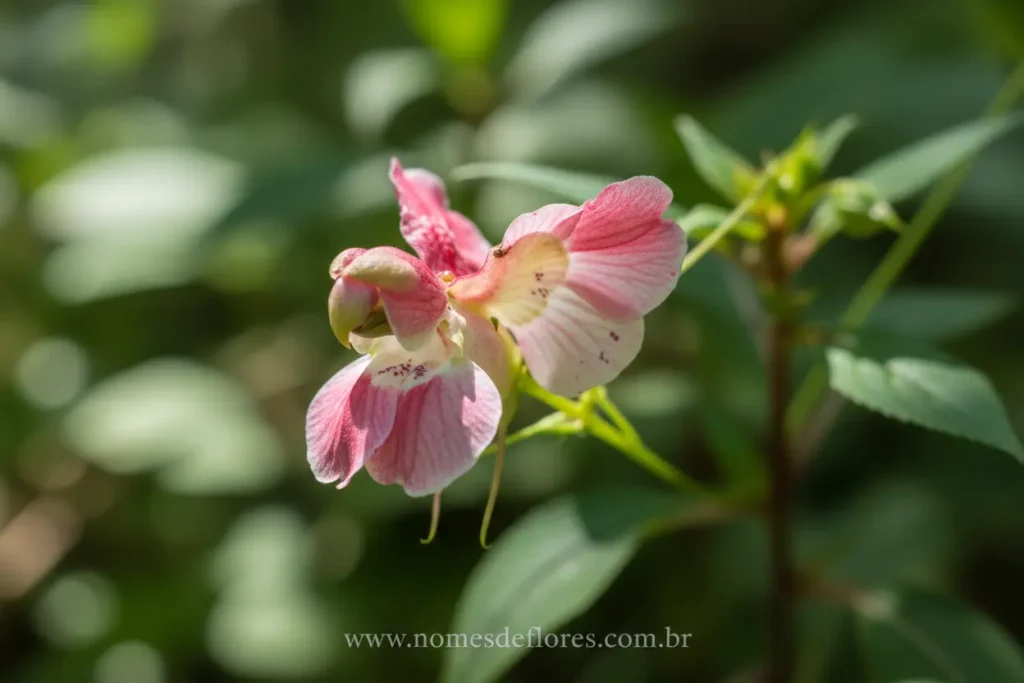 Flores com nomes engraçados e suas histórias peculiares.