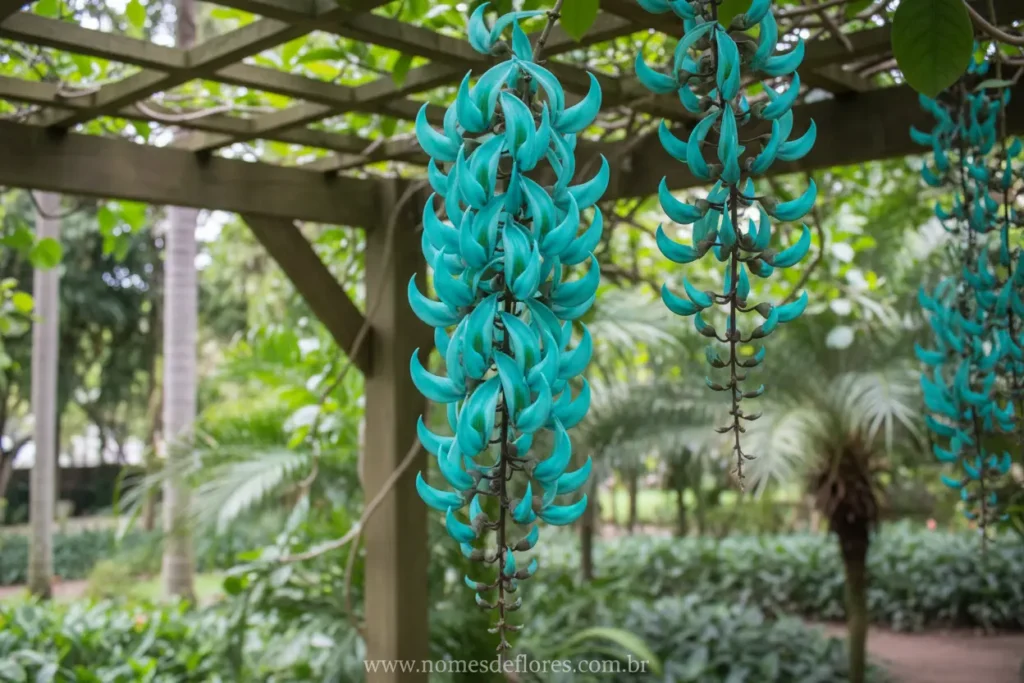Jade Vine (Strongylodon macrobotrys) em exibição, com suas flores pendentes de cor verde-água.
