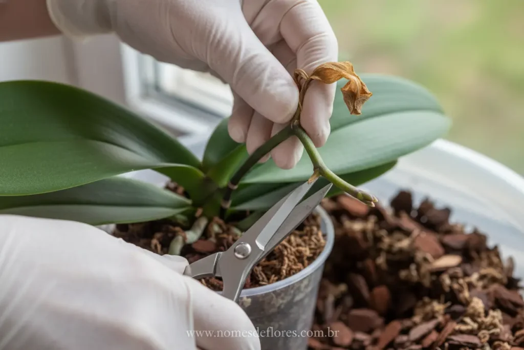 Poda e replantio de Orquídea Phalaenopsis passo a passo