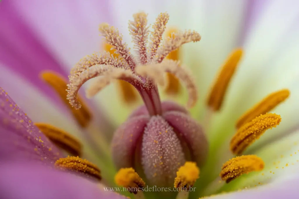 Pistilo de uma flor em close-up, destacando o estigma