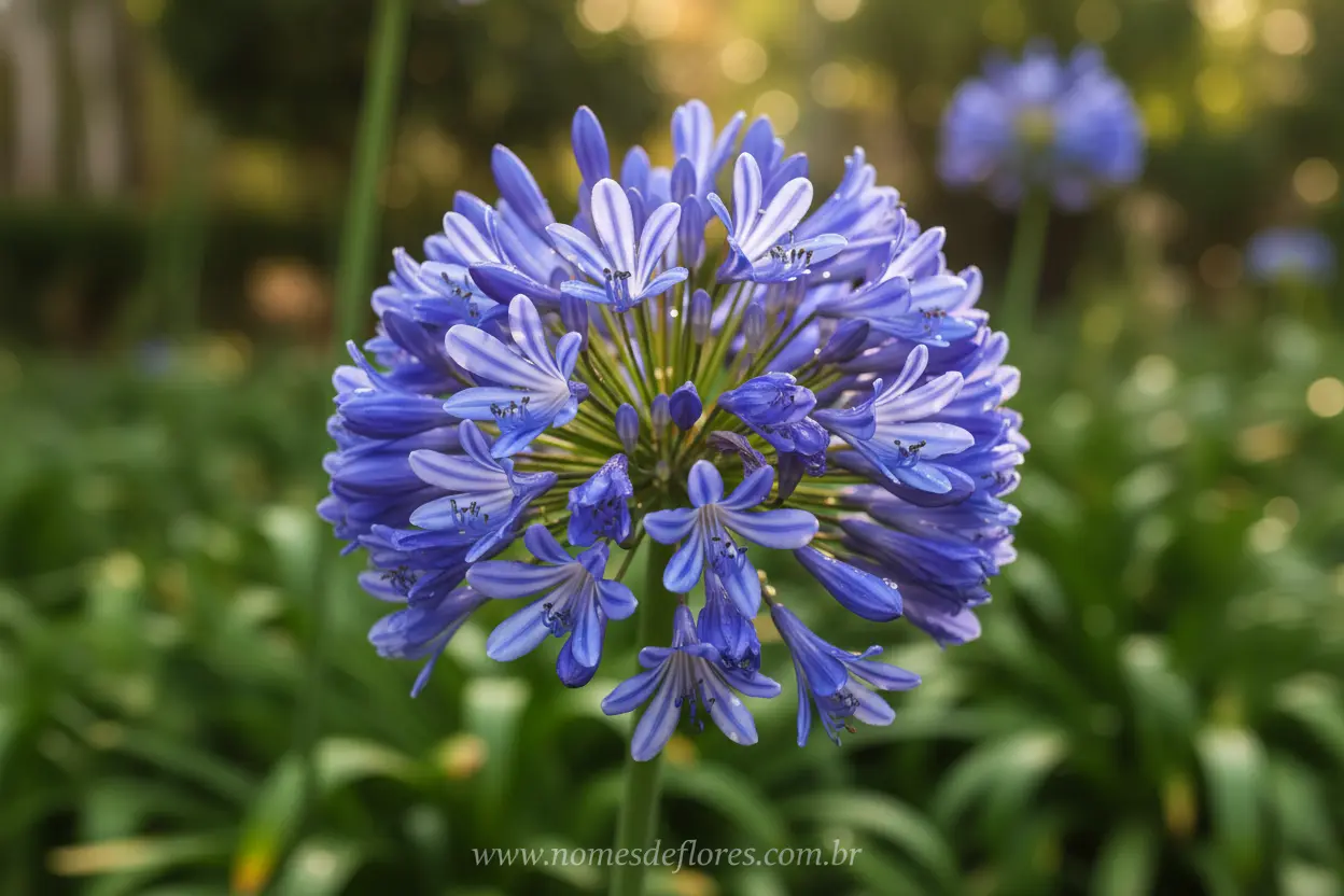 Agapanto (Agapanthus africanus) – Cultivo e Cuidados Essenciais