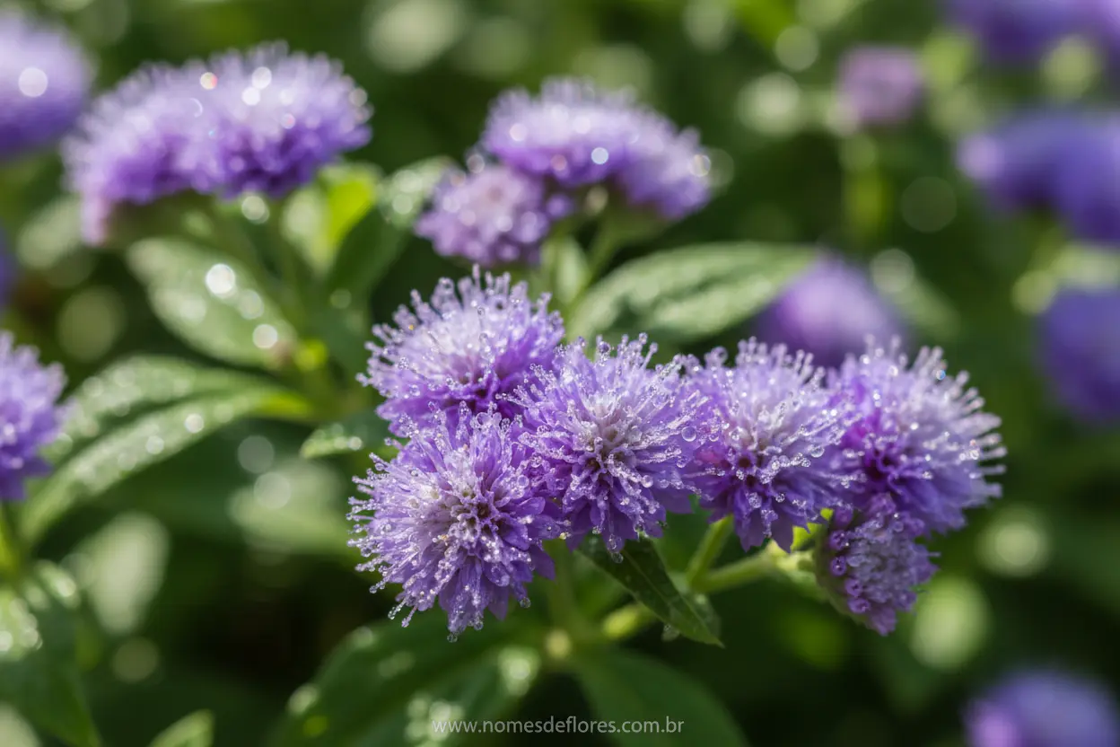 Agerato (Ageratum houstonianum) – Dicas de Cultivo e Cuidados Essenciais