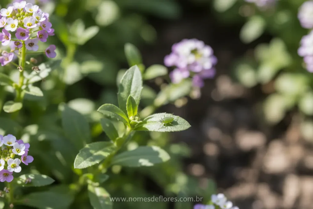 Pulgões atacando hastes e folhas de uma planta de álisso