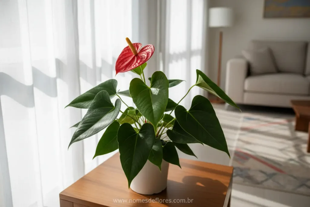 Antúrio em sala bem iluminada com luz indireta