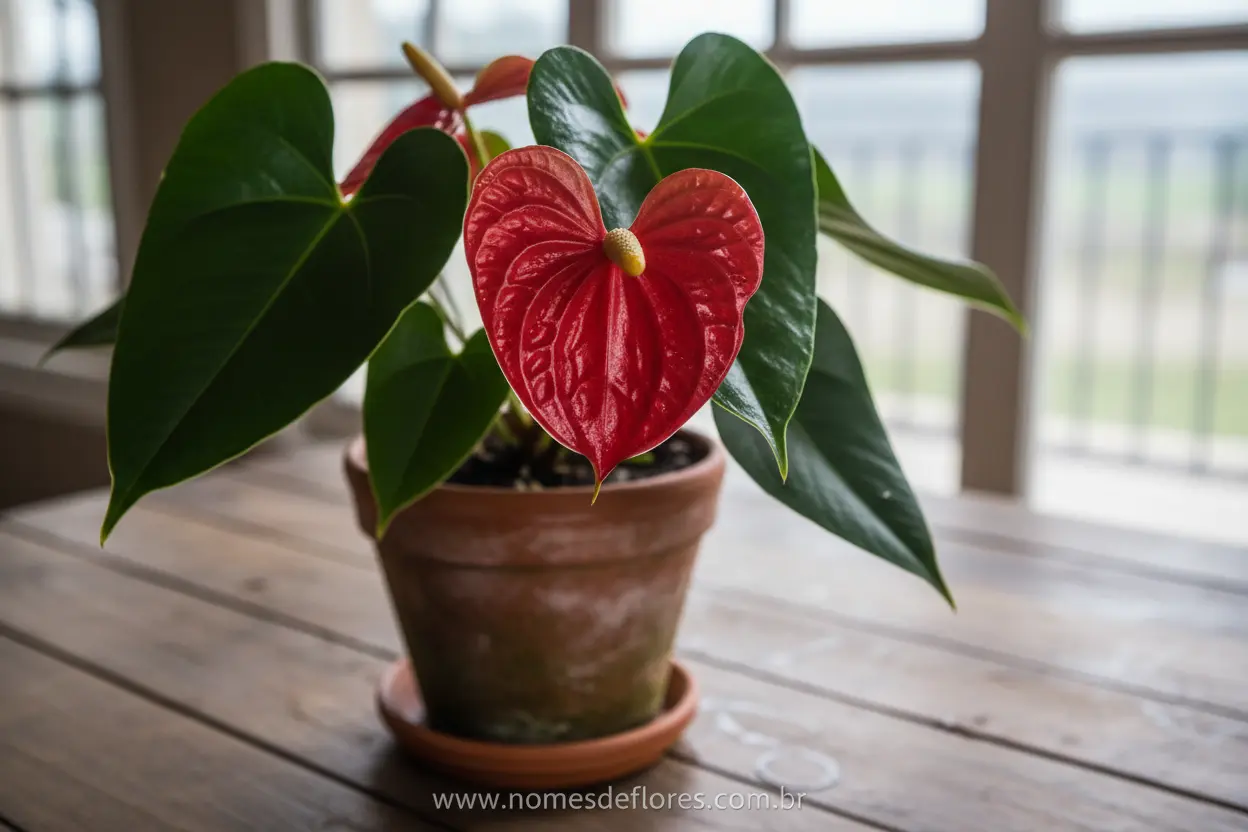 Antúrio (Anthurium andraeanum) – Cultivo e Cuidados Essenciais