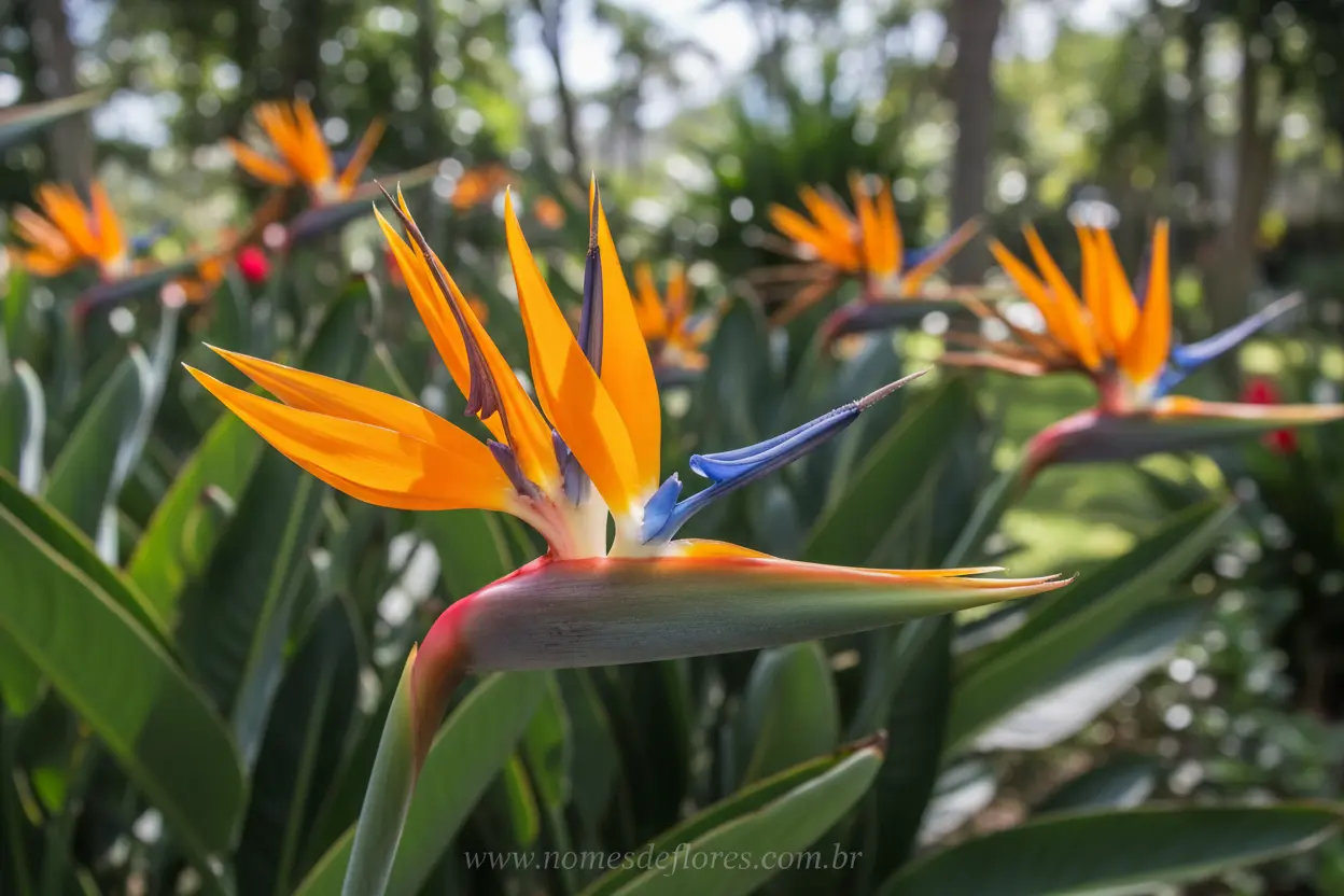 Ave do Paraíso (Strelitzia reginae) – Dicas de Cultivo e Cuidados