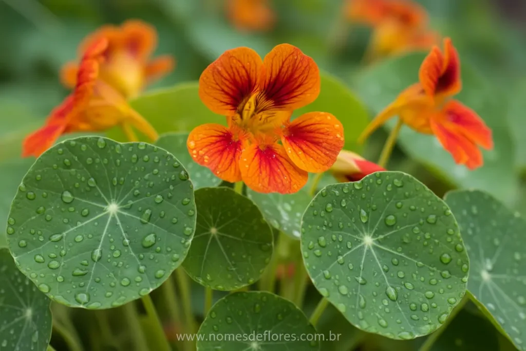 Benefícios nutricionais da capuchinha para a saúde.
