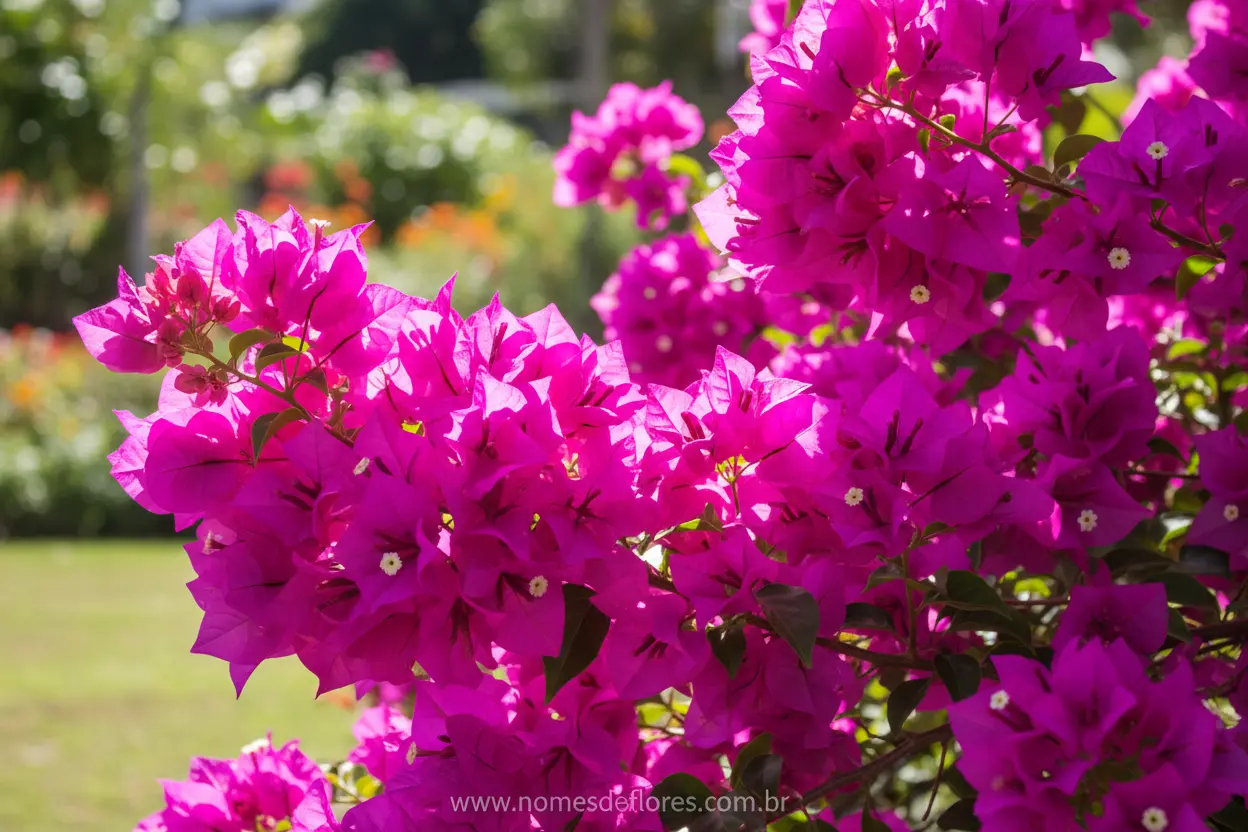 Primavera (Bougainvillea) – Cultivo e Cuidados Essenciais