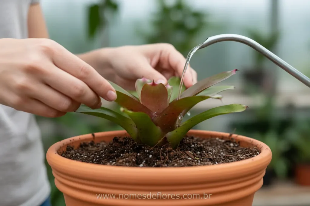 Mistura de substrato aerado para plantio de Bromélia Guzmania