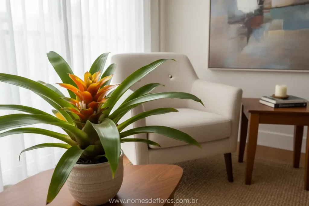 Bromélia Guzmania em ambiente interno com luz indireta