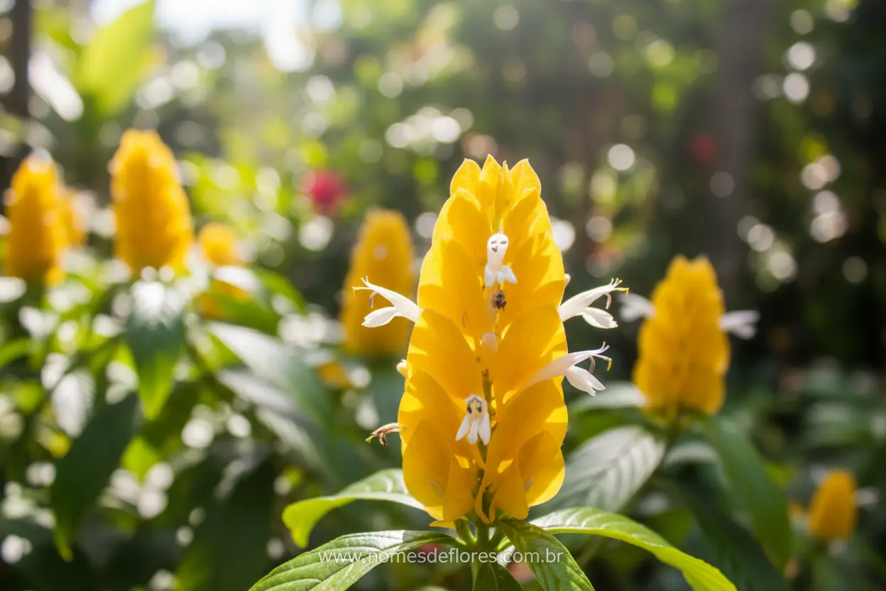 Camarão Amarelo (Pachystachys lutea) – Cultivo e Cuidados