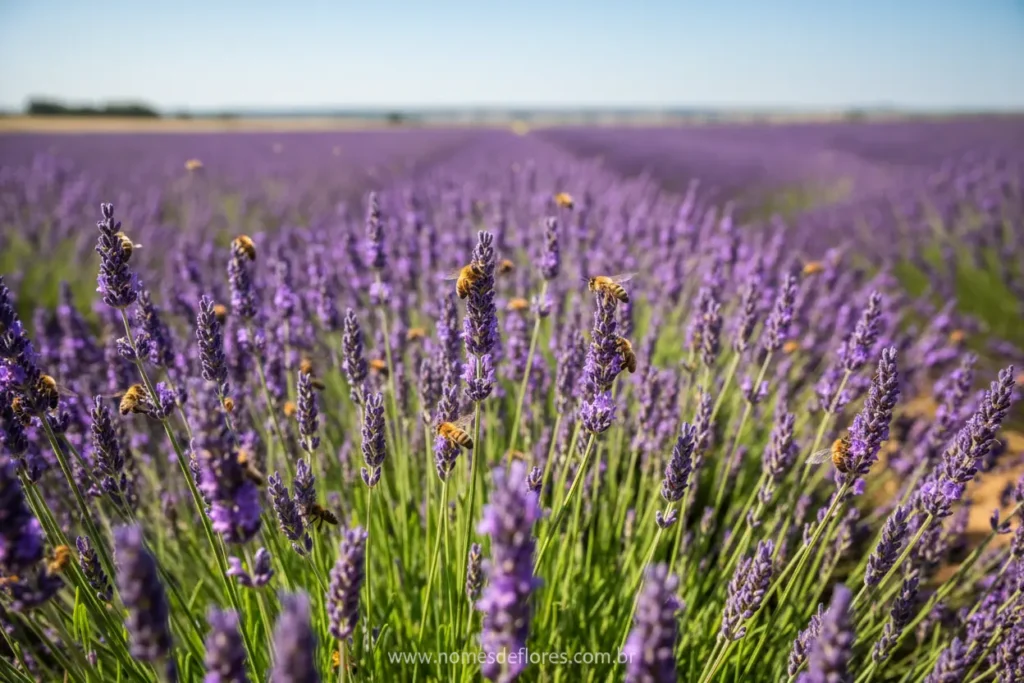 Campo de Lavanda em plena floração sob sol forte