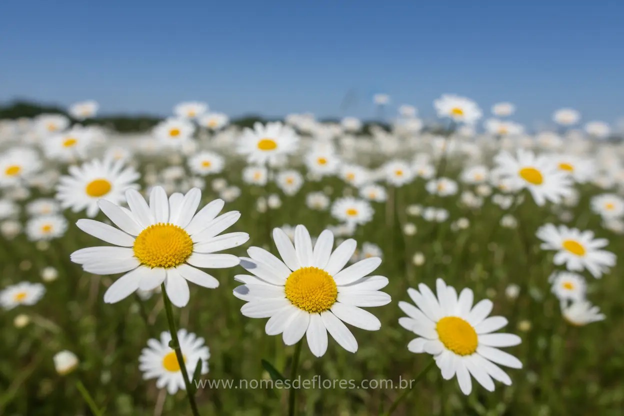 Margarida (Leucanthemum vulgare) – Cultivo e Cuidados