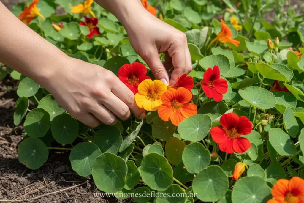 Colheita de flores de Capuchinha prontas para o consumo