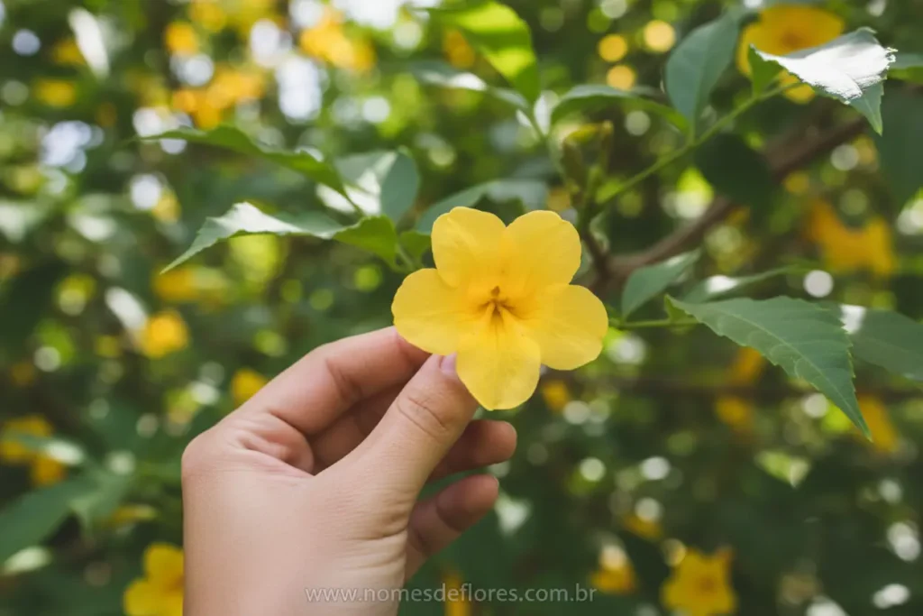 Colheita segura de flores de Ipê para consumo