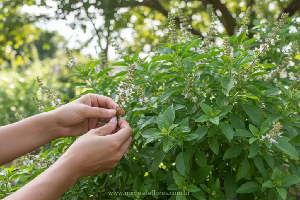 Colheita delicada das flores de manjericão para uso culinário