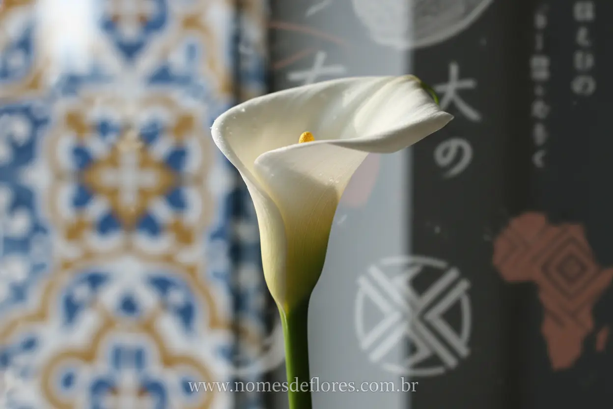 Copo de Leite: O Significado da Flor em Diferentes Culturas
