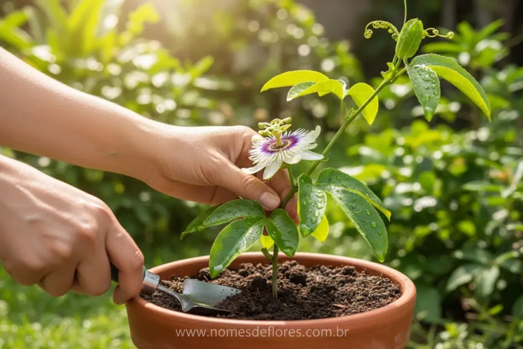 Dicas essenciais para o cultivo da flor de maracujá