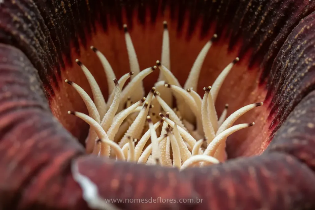 Detalhes da flor Rafflesia arnoldii, a maior do mundo