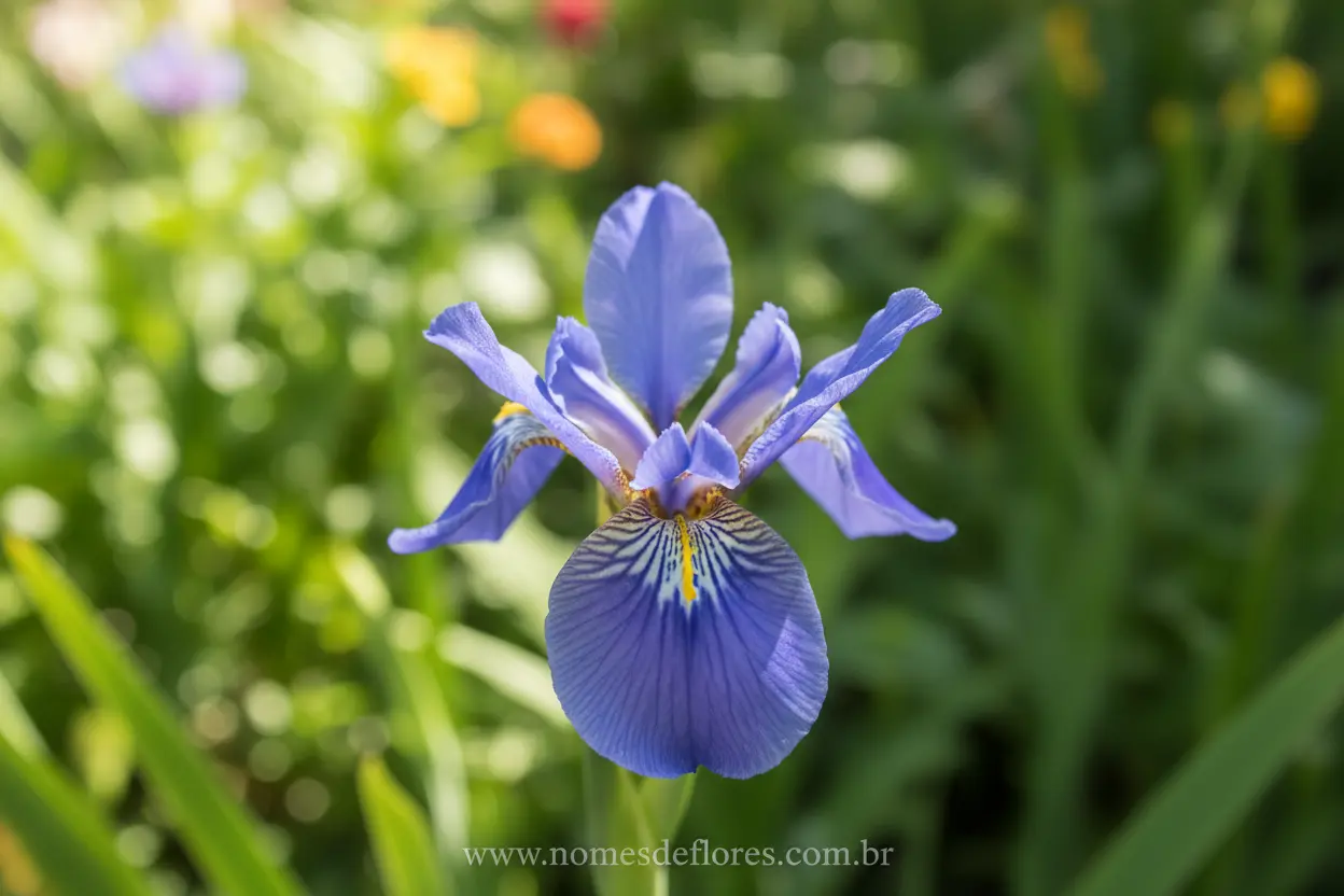 Falso Íris (Neomarica caerulea)- Cultivo e Cuidados Essenciais