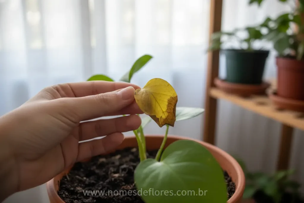 Folha amarelada indicando excesso de água