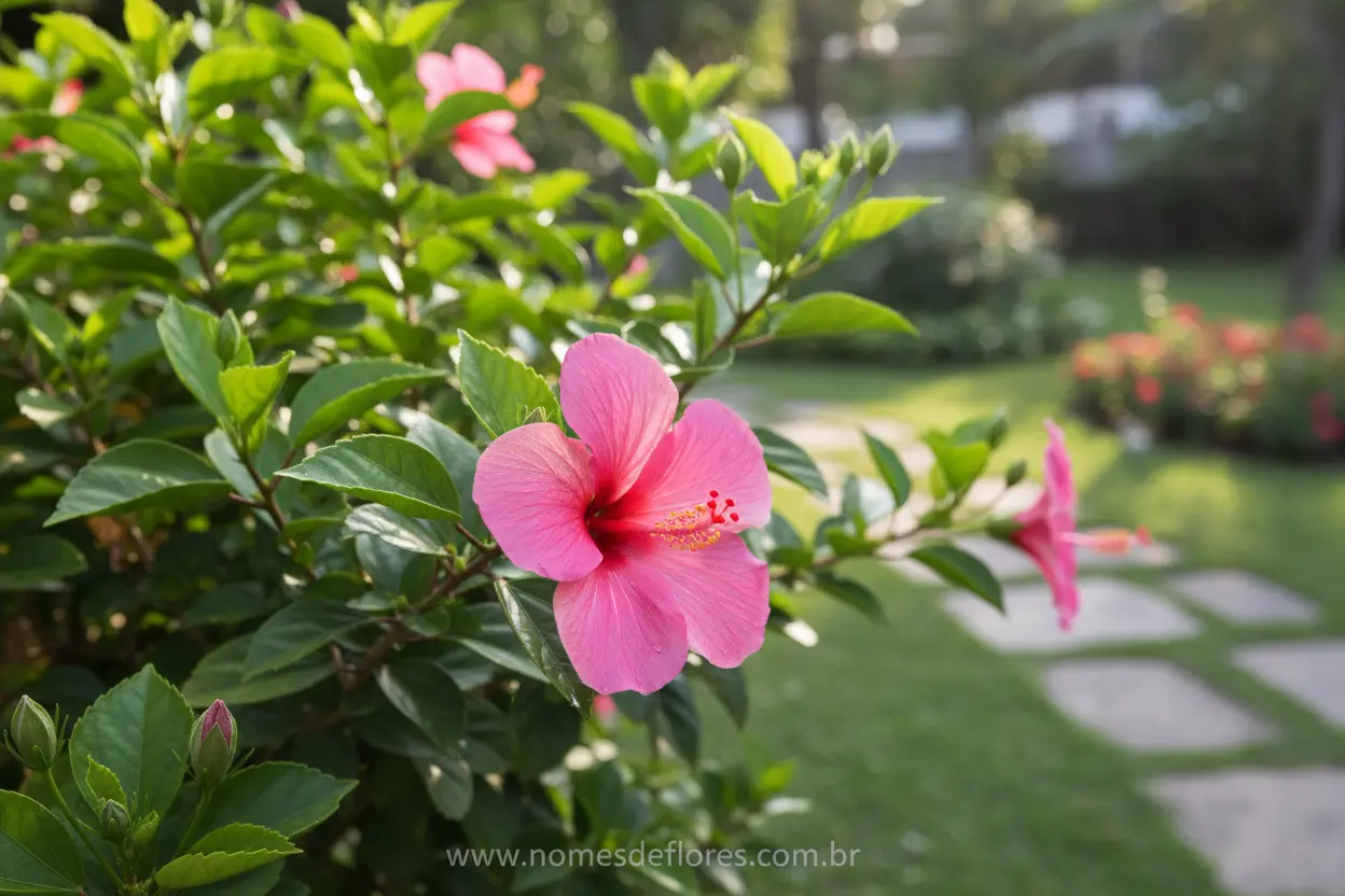 Hibisco (Hibiscus rosa-sinensis) – Dicas Essenciais de Cultivo e Cuidados