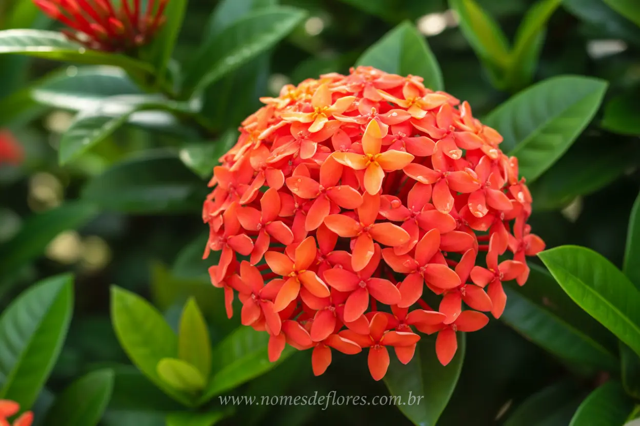 Ixora (Ixora coccinea) – Guia Completo para Cultivar e Cuidar