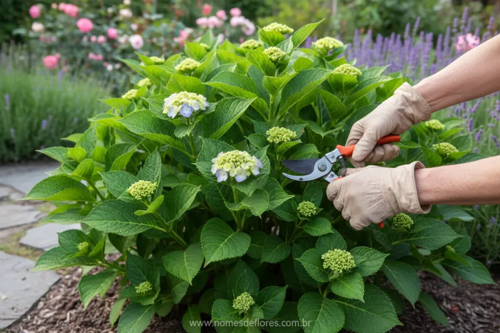 Jardineiro experiente realizando a poda correta de uma hortênsia.