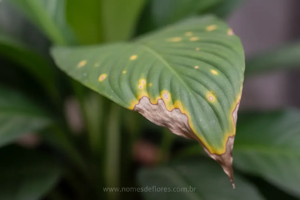 Folhas amareladas no Lírio da Paz: causas e soluções