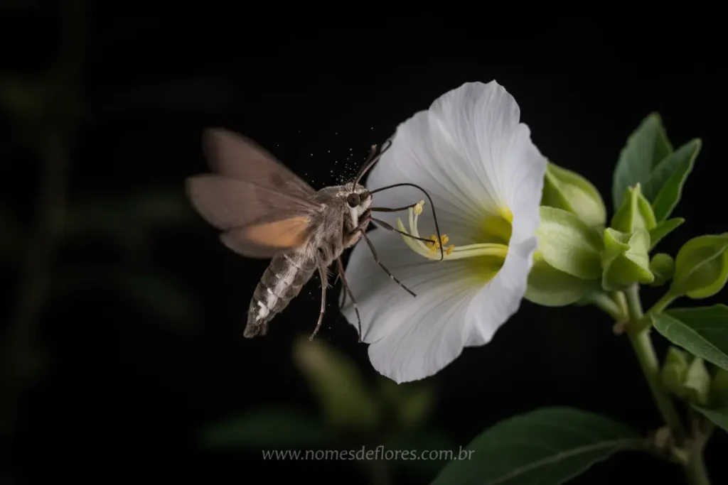 Mariposa polinizando a Mirabilis jalapa na escuridão.
