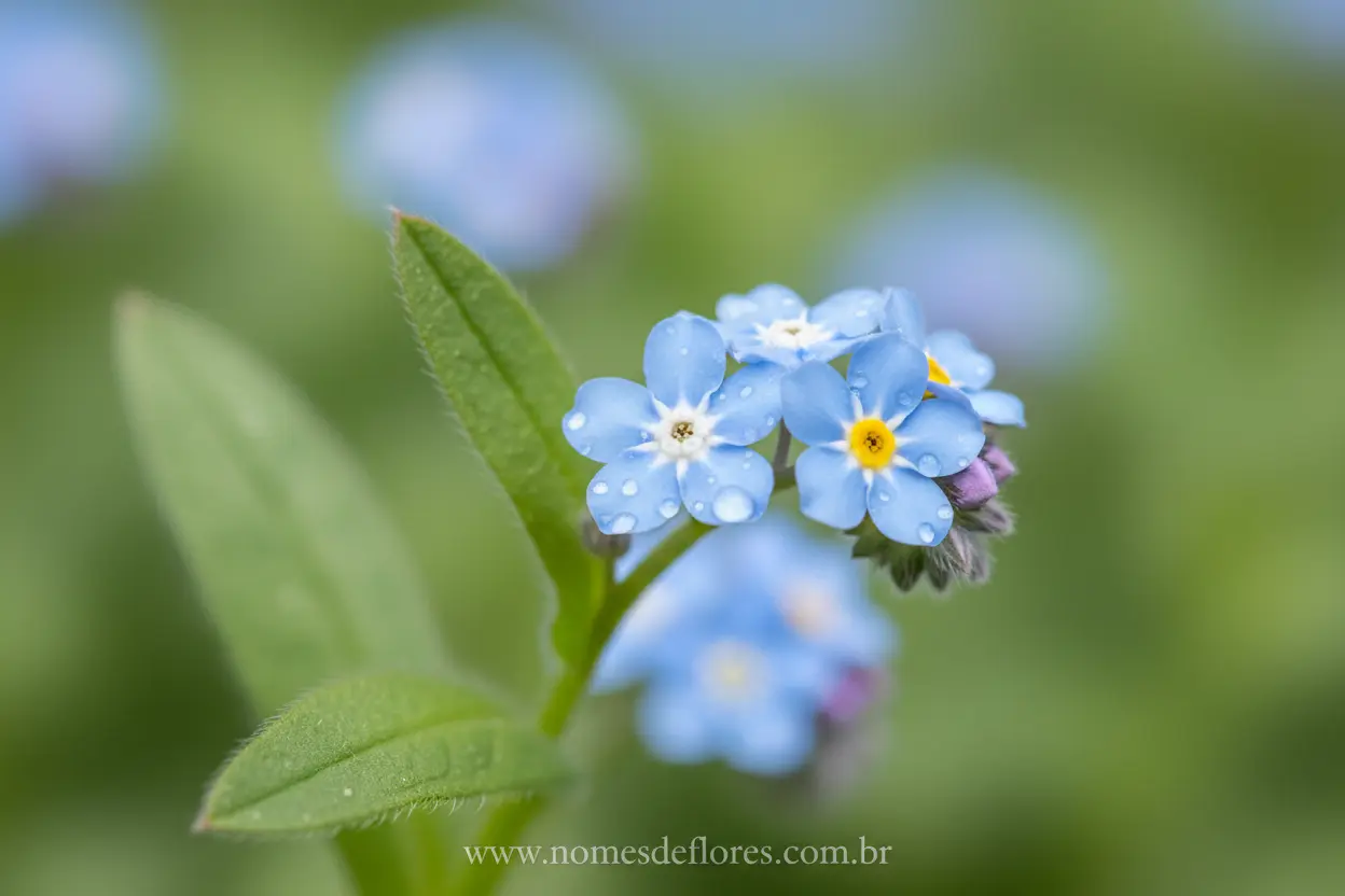 Miosótis (Myosotis alpestris) – O Encanto da Flor Não-Me-Esqueça no Seu Jardim