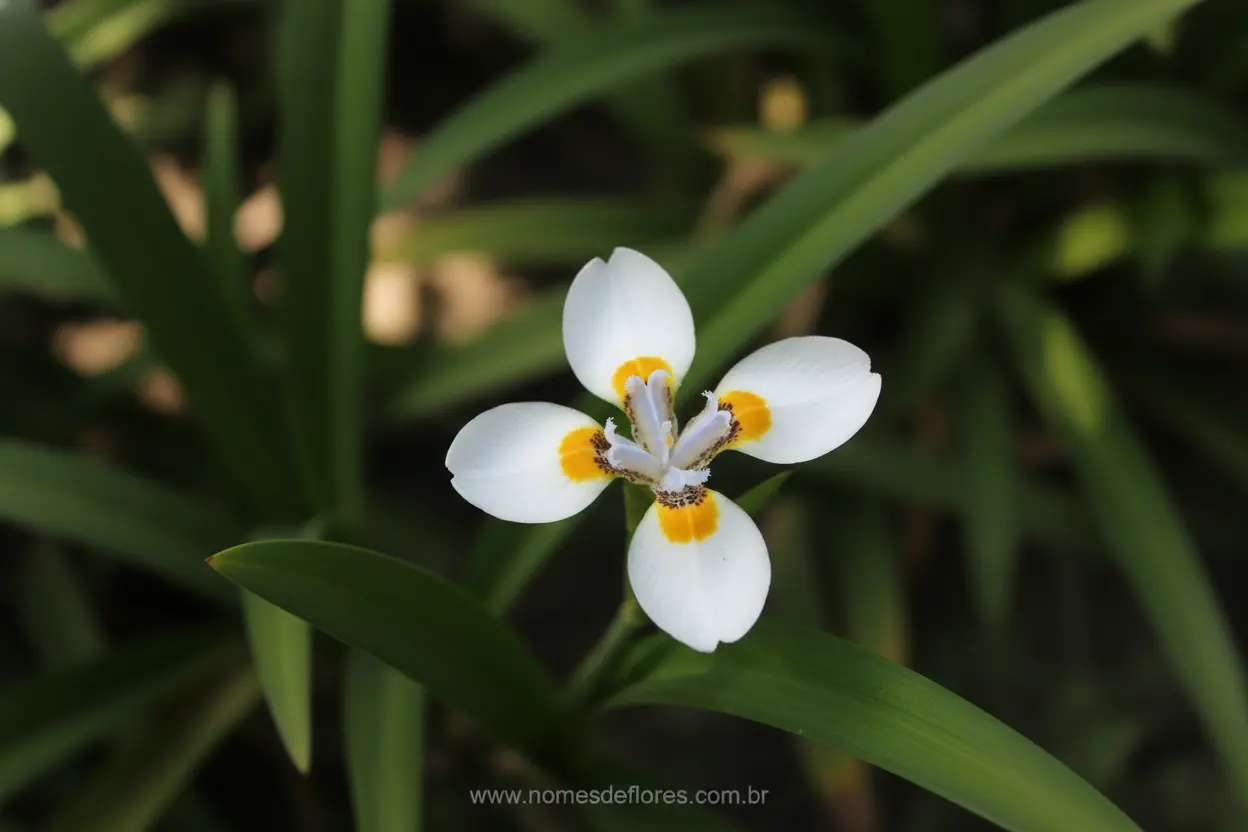 Moreia (Dietes bicolor) – Cultivo Fácil e Flores Deslumbrantes no Jardim