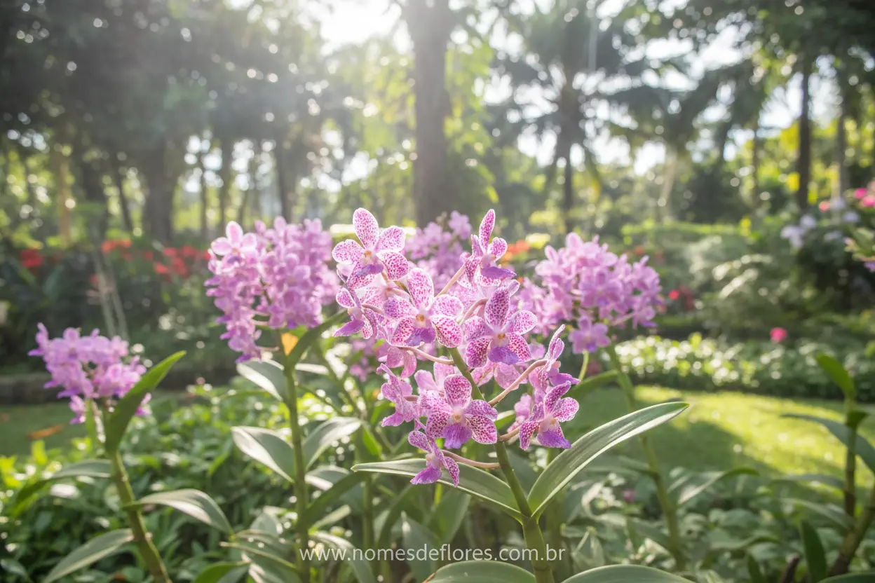 Orquídea Bambu (Arundina bambusifolia) – Cultivo e Cuidados Essenciais
