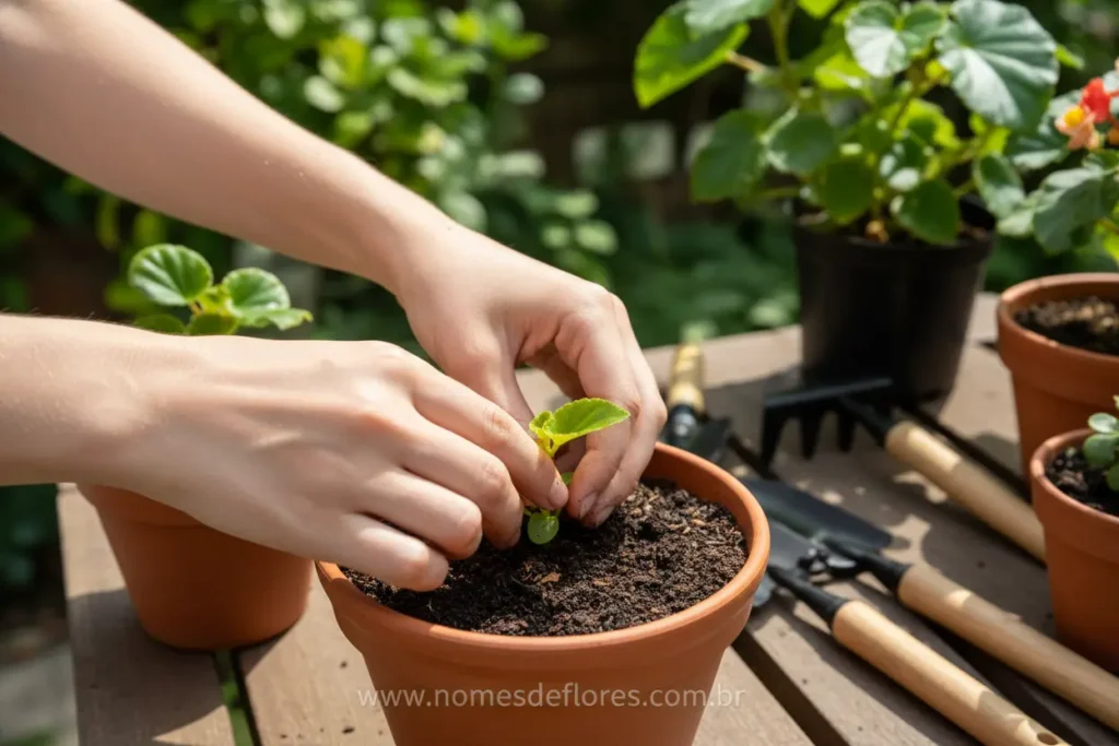 Local e solo ideal para o plantio da Begônia semperflorens.