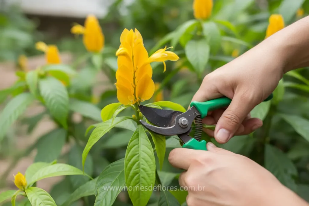 Métodos de poda e propagação do Camarão-amarelo.