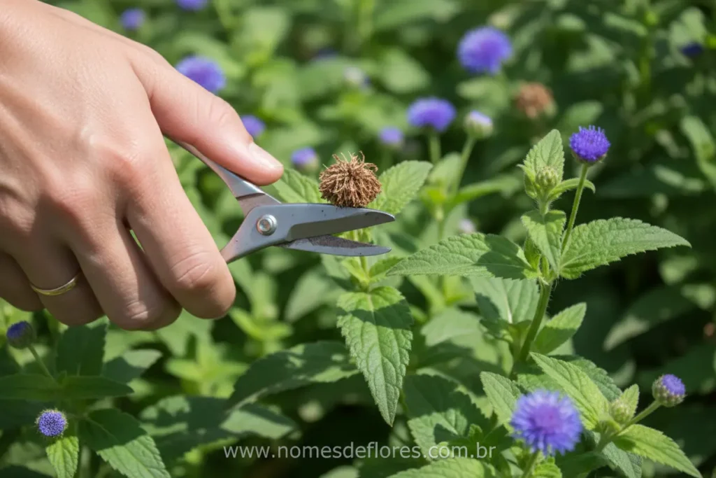 Poda das flores murchas de Agerato para reflorir.