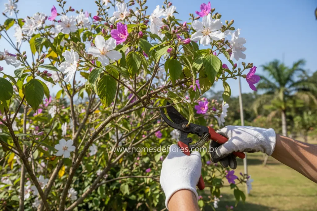 Técnicas e épocas ideais de poda do Manacá da Serra.