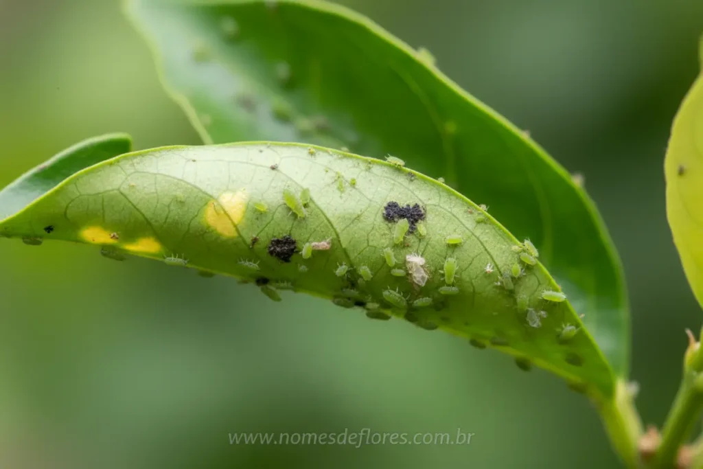 Identificação de pragas comuns no Jasmim-dos-açores.