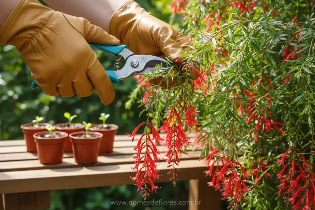 Multiplicando a Russélia por estaquia com sucesso