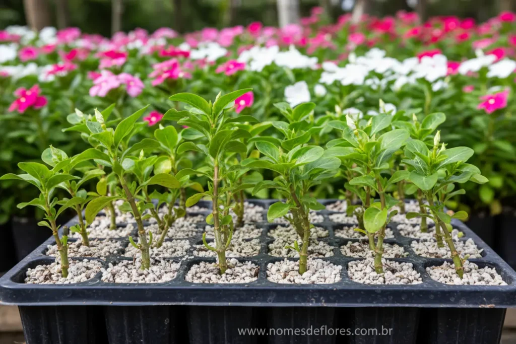 Propagação da Vinca através de estacas em substrato úmido.