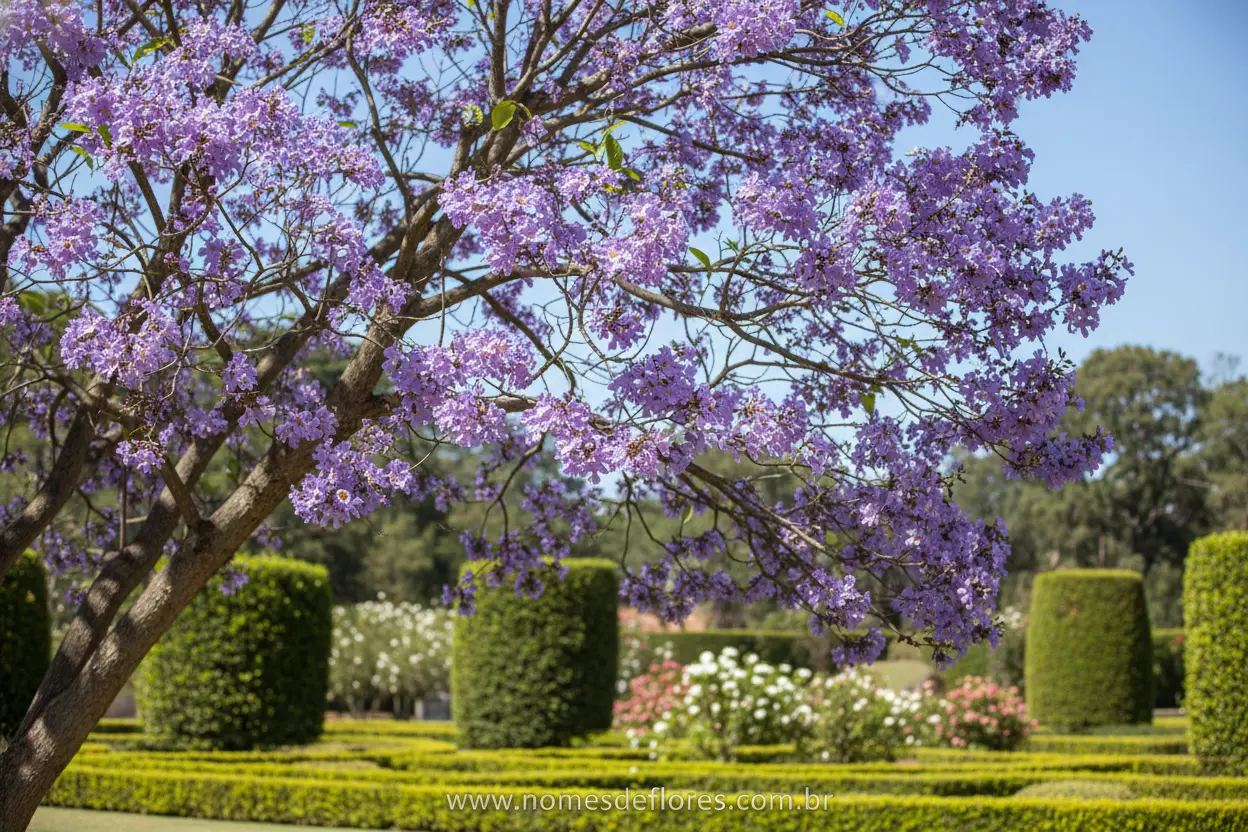 A Quaresmeira – História e Origem da árvore que floresce antes da Páscoa