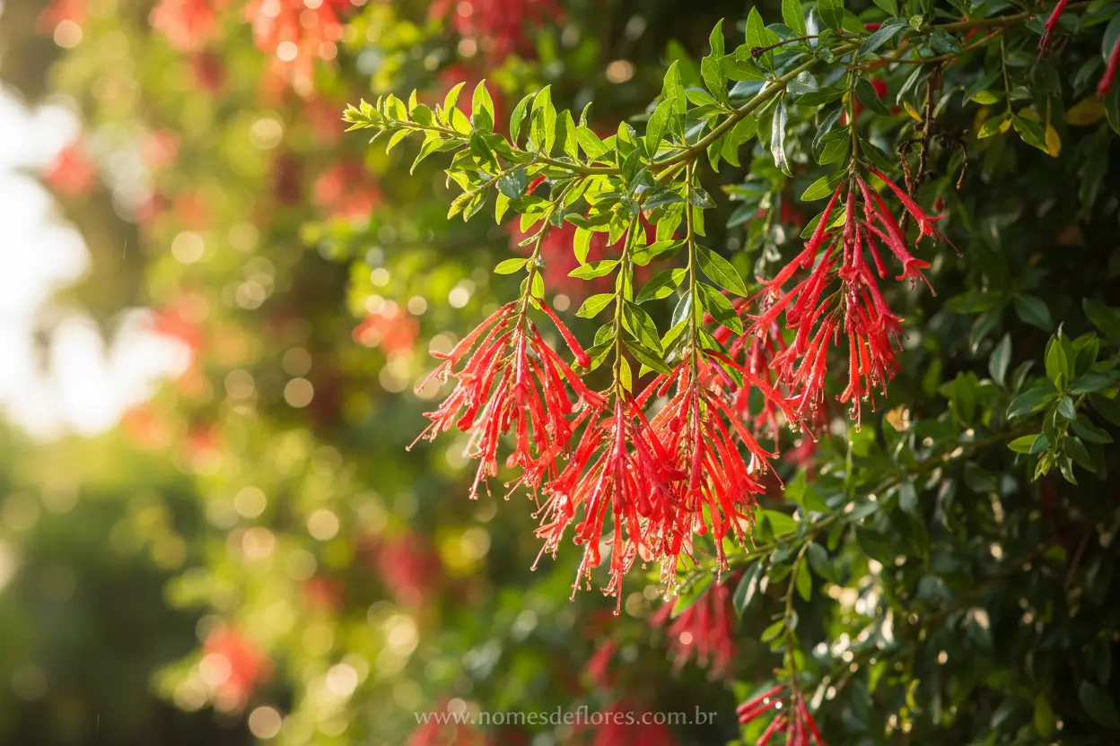 Russélia (Russelia equisetiformis) – Guia de Cultivo e Cuidados