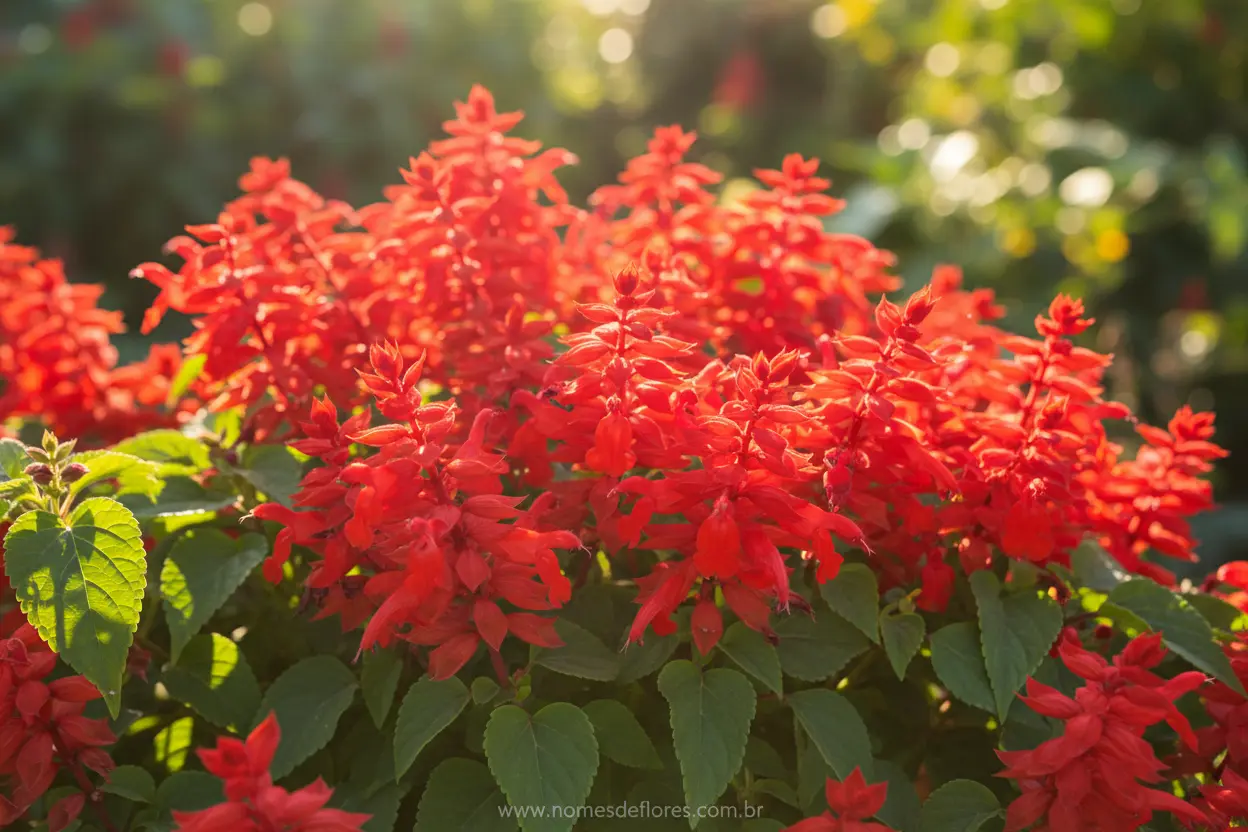 Sálvia Ananás (Salvia elegans) – Cultivo Fácil e o Perfume Doce que Encanta seu Jardim