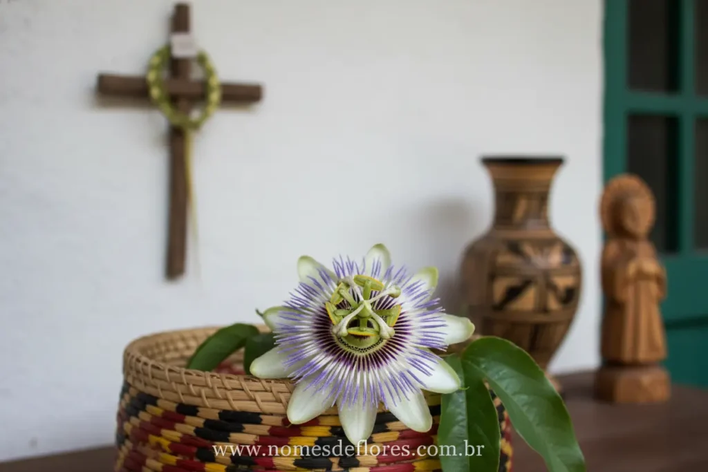 Simbolismo da Flor do Maracujá na cultura brasileira