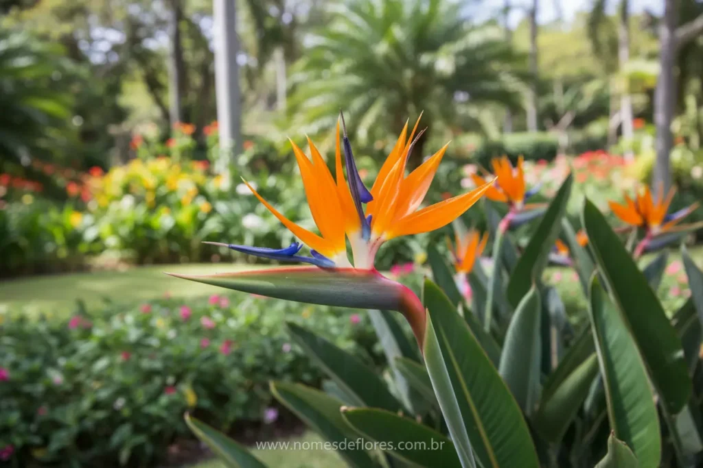 Strelitzia (Ave do Paraíso) florida e vibrante.