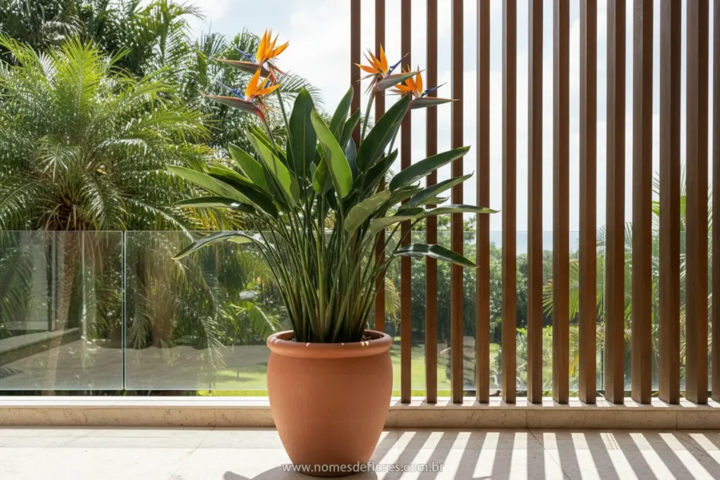 Local ideal para cultivo da Ave-do-paraíso Strelitzia