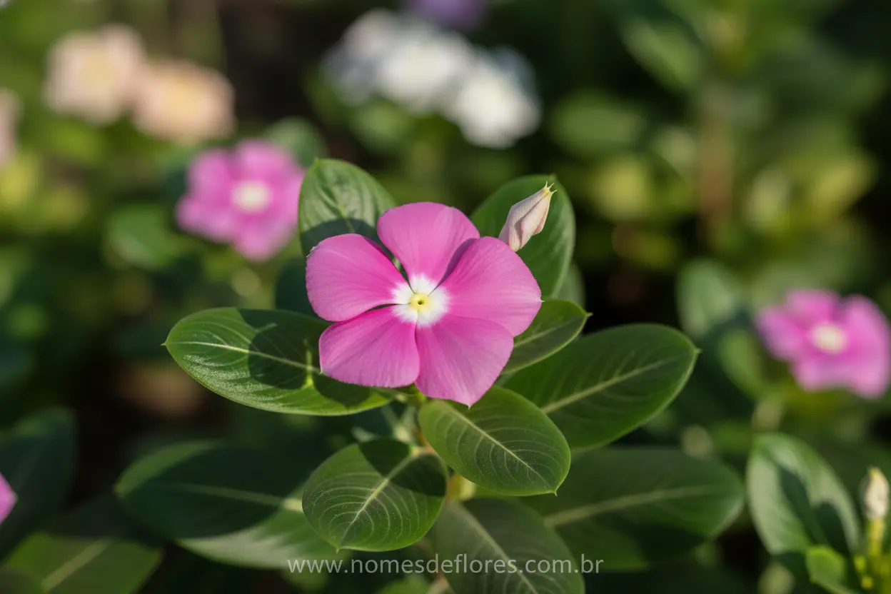 Vinca (Catharanthus roseus) – Guia Completo de Cultivo e Cuidados